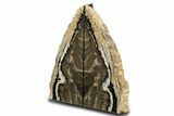 Tall Petrified Wood Bookends - McDermitt, Oregon #338277-2